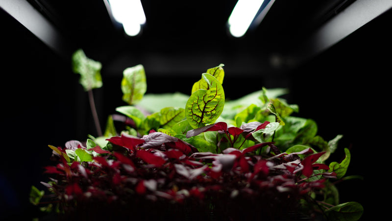 How to Set Up Grow Lights for Your Indoor Garden?