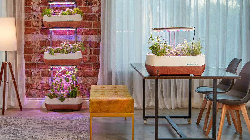 The Truth About Indoor Plant Lighting: Is a Grow Light Necessary?