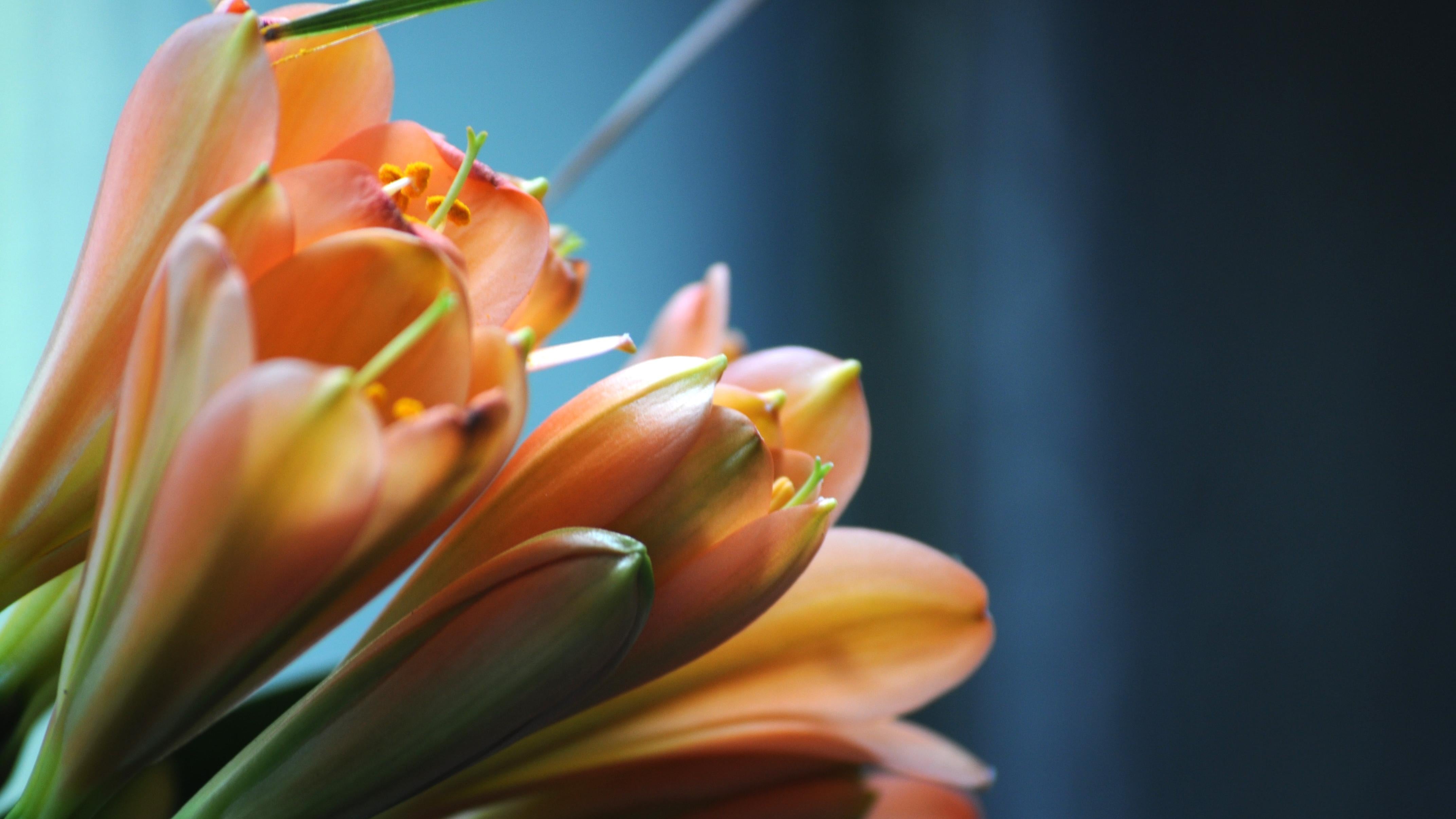 home_garden_flowers-884.jpg?v=