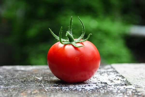 Hydroponic Tomatoes: Boost Your Yield & Flavor with Expert Tips!